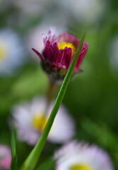 daisy with a grass