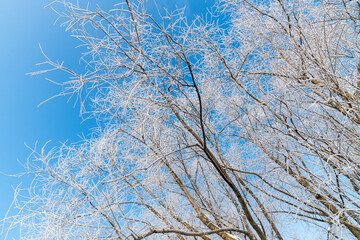 Branches of trees covered with frost on background of blue sky