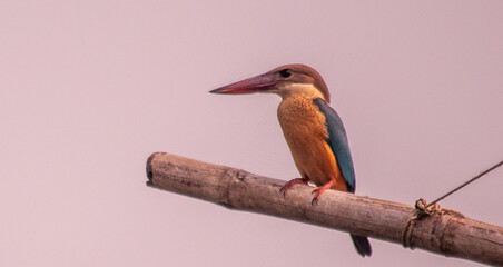 kingfisher on branch