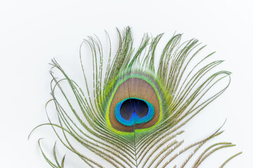 Peacock feather in detail. Macro photography, white background.