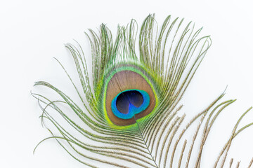 Obraz premium Peacock feather in detail. Macro photography, white background.