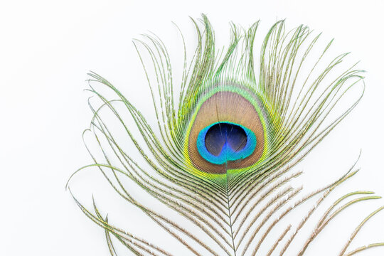 Peacock feather in detail. Macro photography, white background.