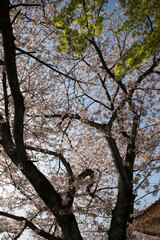 妙蓮寺境内の桜の花