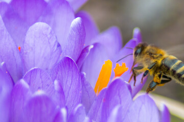 Krokus blüht im Sommer lila