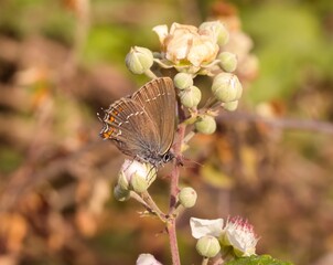 close up of a ilex hairstreak (satyrium ilicis) on a blackberry (rubus) blossom seen at Mattinata,...