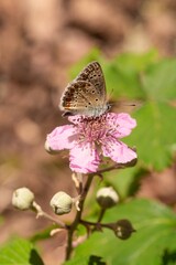 close up of a female common blue (polyommatus icarus) butterfly on a blackberry (rubus) blossom seen at Mattinata, Gargano National Park, Apulia Italy; biodiversity save the ecosystem concept	