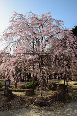 Fototapeta premium 妙蓮寺の紅枝垂れ桜