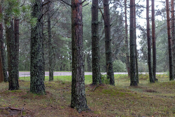 pine tree trunks in seaside forest in Latvia