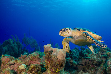 Naklejka na ściany i meble A hawksbill turtle in the warm tropical water of the Caribbean sea cruising above the coral reef looking for food. These creatures are welcome sight for scuba divers like the one who took this shot