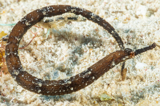 A macro underwater shot of a pipefish out in the wild. This curious little creature lives in the sand 