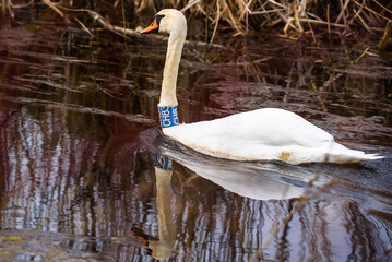 Selective focus photo. Mute swan bird, cygnus olor at lake.