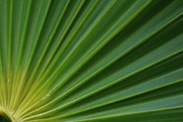 Obraz premium Palm