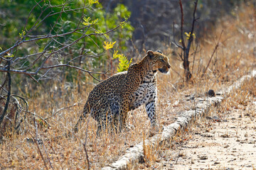 Female Leopard on the roadside in Kruger National Park, South Africa.