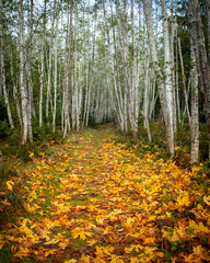 Yellow maple leaves fallen on a path through the woods