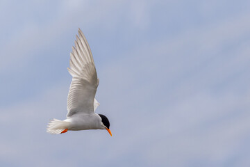 Black-fronted Tern Endemic to New Zealand