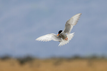 Black-fronted Tern Endemic to New Zealand