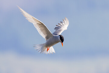 Black-fronted Tern Endemic to New Zealand