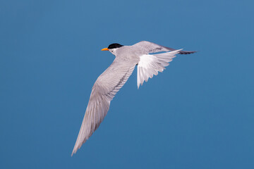 Black-fronted Tern Endemic to New Zealand