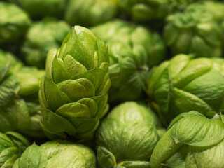 hop cones, SAAZ HOPS, czech republic