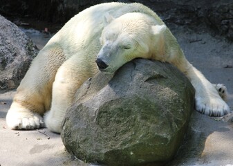 Polar Bear