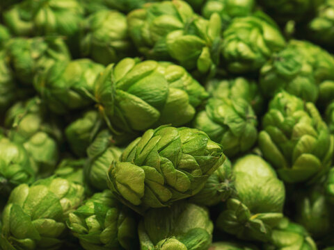 hop cones, SAAZ HOPS, czech republic