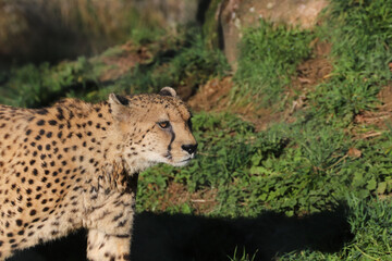 Portrait du Guépard