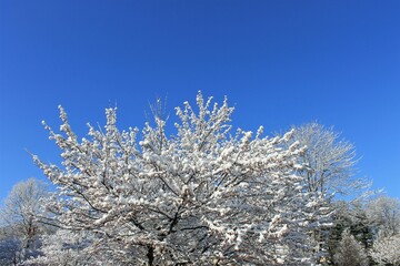 Snow on the tree with blue sky