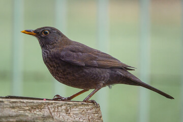 a female blackbird (Turdus merula) dining on a wooden bird  feeding table