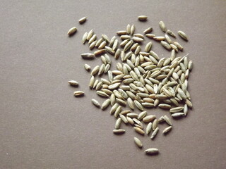 millet grains close-up on a plain background. High quality photo