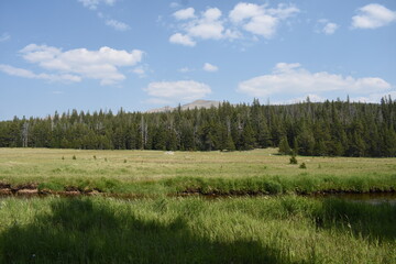 Mountain Meadow Near Buffalo Wyoming