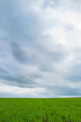 Green fields and overcast sky. Beautiful spring landscape.