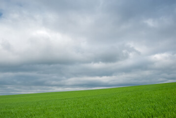 Green fields and overcast sky. Beautiful spring landscape.