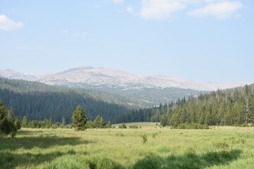 Fototapeta na wymiar Mountain Meadow Near Buffalo Wyoming