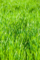 Juicy lush green grass in the meadow in the morning light in the spring and summer in the open air close-up. Beautiful artistic image of cleanliness and freshness of nature. Natural background