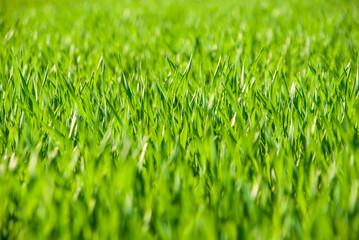 Juicy lush green grass in the meadow in the morning light in the spring and summer in the open air close-up. Beautiful artistic image of cleanliness and freshness of nature. Natural background