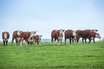 Fototapeta na wymiar A herd of cows on a green field