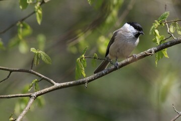 Mésange nonnette - 2021 04 18 1229 - Yonne 6683