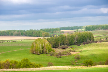 Spring rural landscape. Green fields and forests against a background of blue sky and clouds.