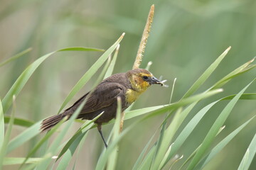 bird on a grass