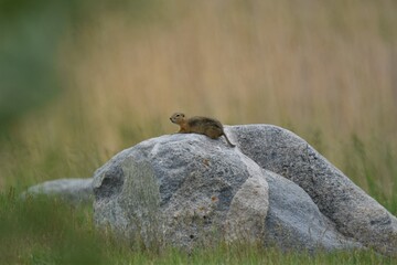 chipmunk on a rock