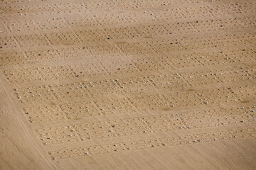 Agriculture in Desert Terrain of Ica Peru