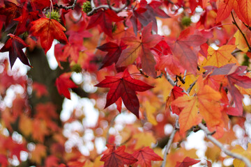 Autumn leaves