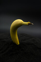 A Canarian banana upright on volcanic ash. La Palma volcanic eruption
