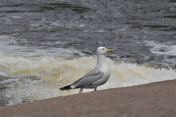 seagull on the beach
