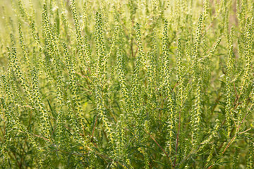 Ambrosia artemisiifolia common ragweed blooming in a field
