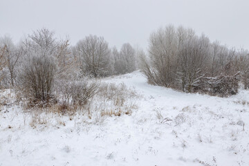 Fototapeta premium Snow-covered trees and hoarfrost on the branches