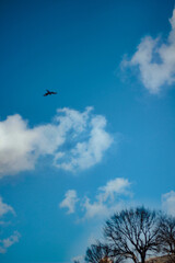 Lone Bird