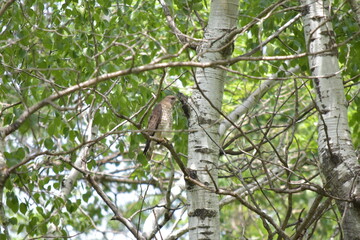 bird on a tree