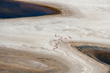 South American Flamingo Sechura Desert Lambayeke District Peru