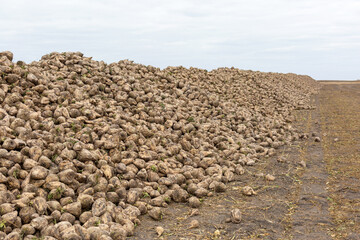 Lots of sugar beets in the field. Successful sugar beet harvest. Sugar production.	